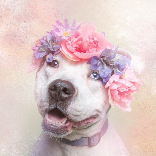 pit bulls in floral hats 1