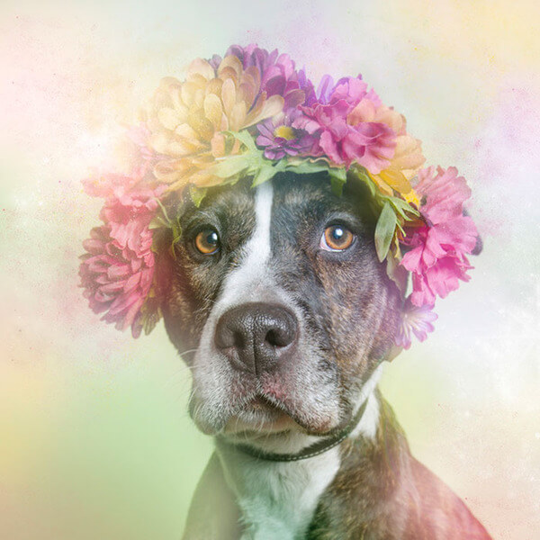 pit bulls in floral hats 3