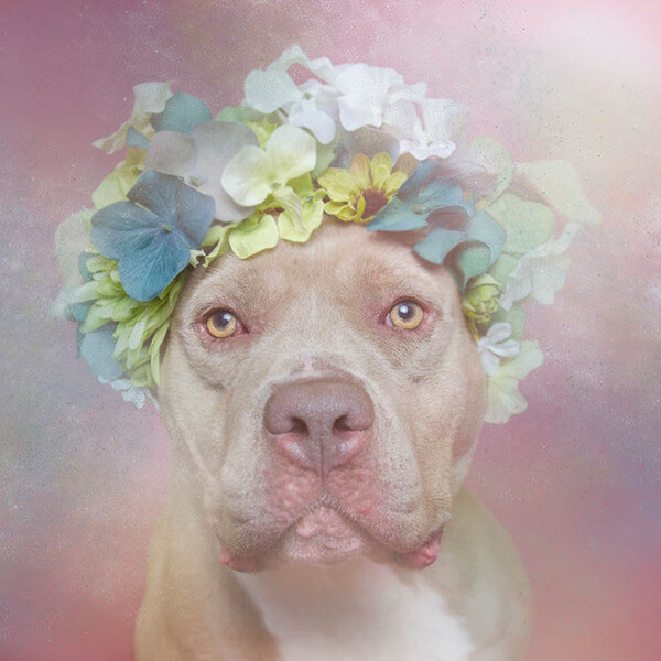 pit bulls in floral hats 5