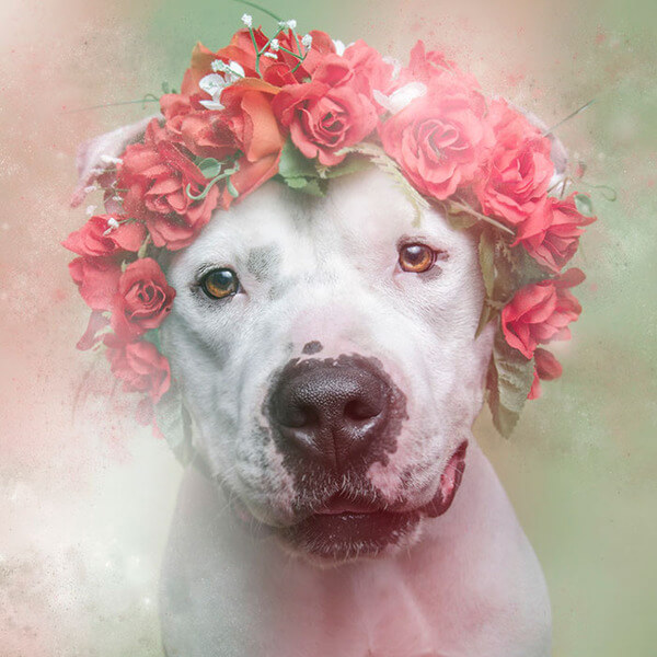 pit bulls in floral hats 4