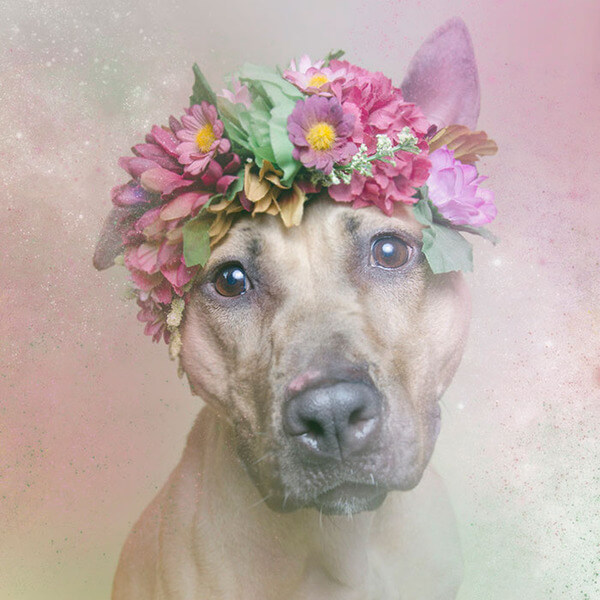 pit bulls in floral hats 8