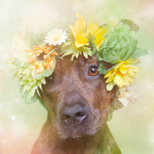 pit bulls in floral hats 2