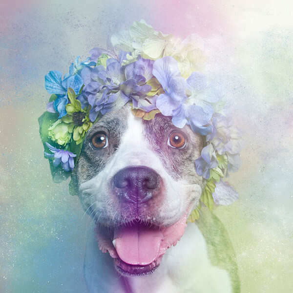 pit bulls in floral hats 11