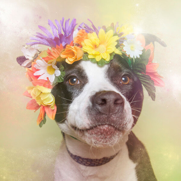 pit bulls in floral hats 7