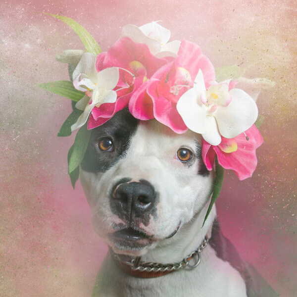 pit bulls in floral hats 6