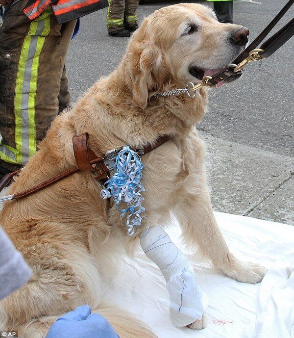 Service Dog Rescues His Blind Owner 3