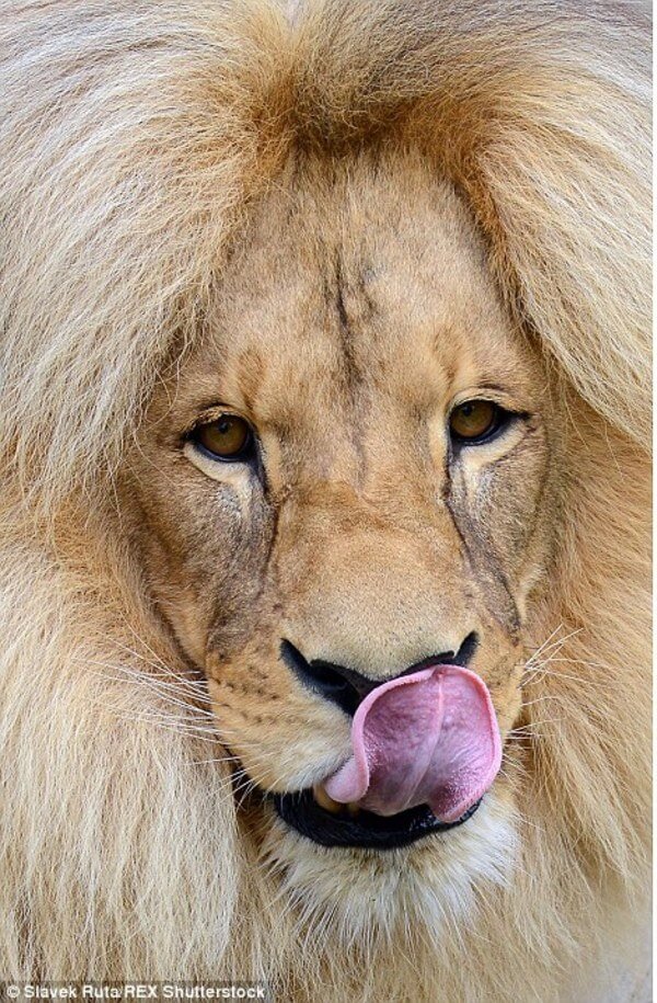 luxurious lion leon 8
