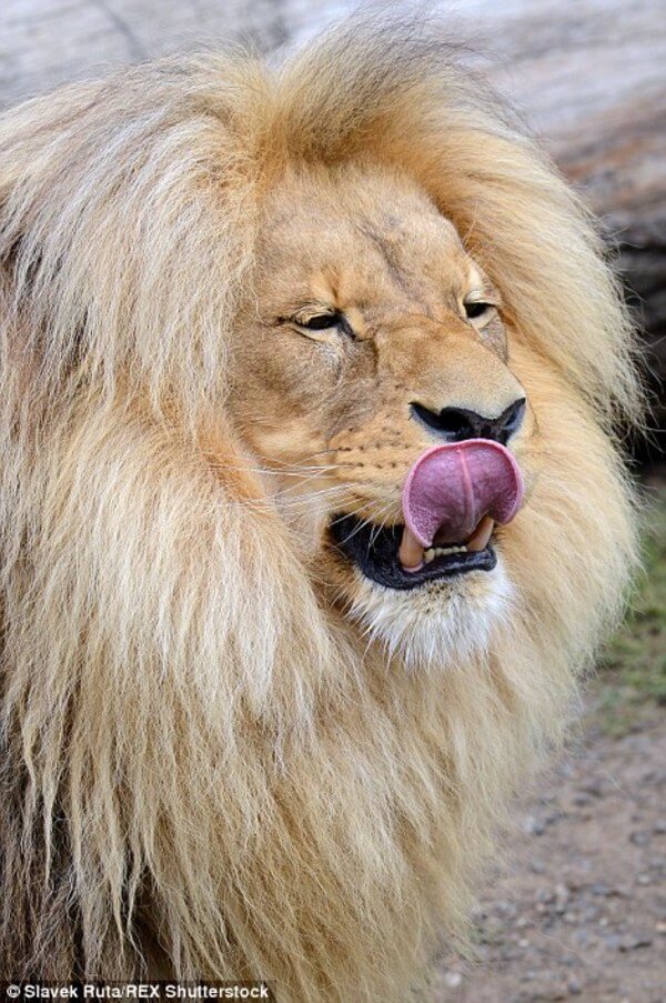 luxurious lion leon 3