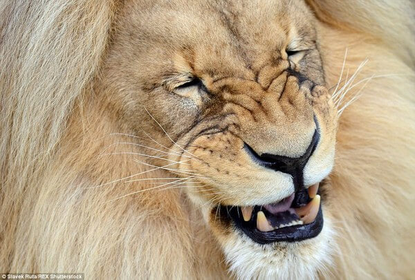 luxurious lion leon 7
