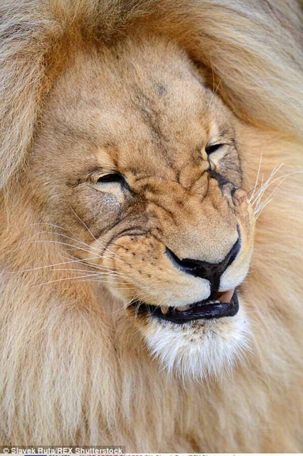 luxurious lion leon 4