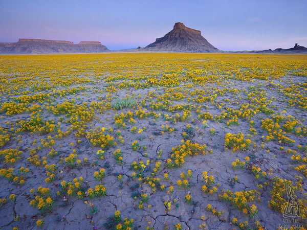 Utah desserts flowers bloom 4