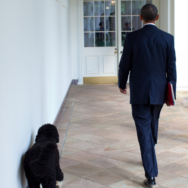 obama's dog pictures 6