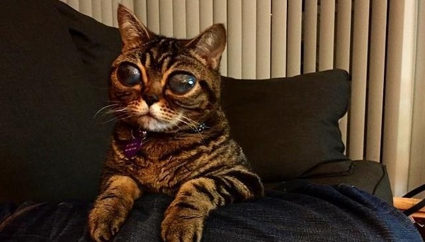 The Mysteries Condition Of a Cat With Really Huge Eyes