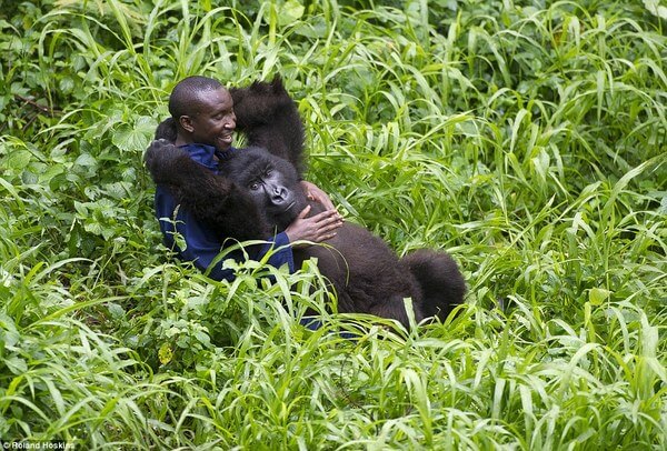 Bond Between Endangered Gorillas And Their Caretakers 3