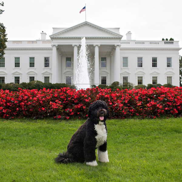 obama's dog pictures 3