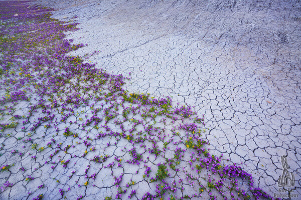 Utah desserts flowers bloom 5