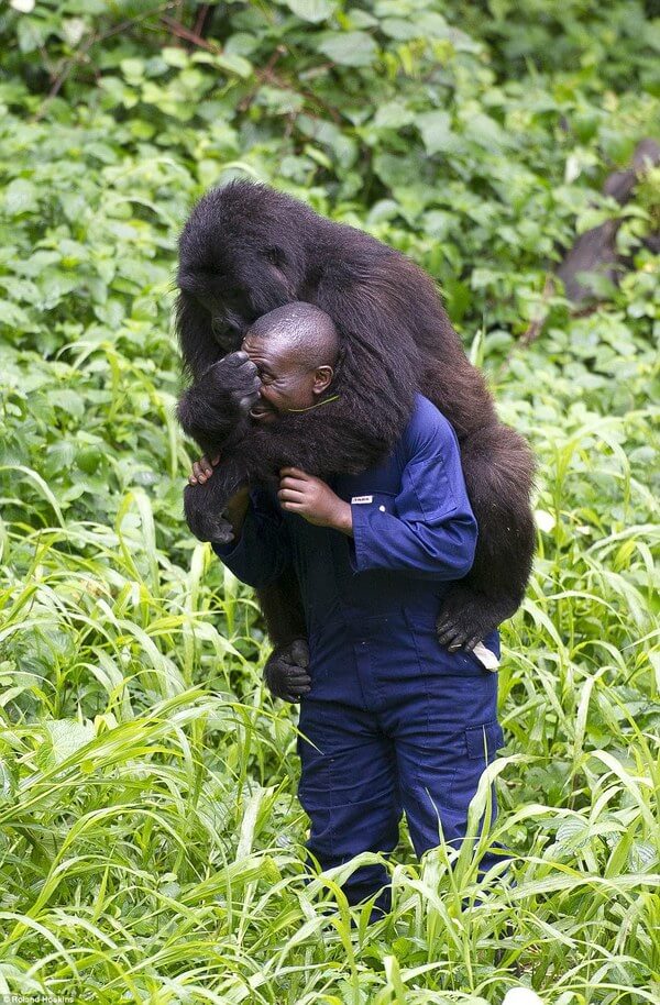 Gorillas and their caretakers 8