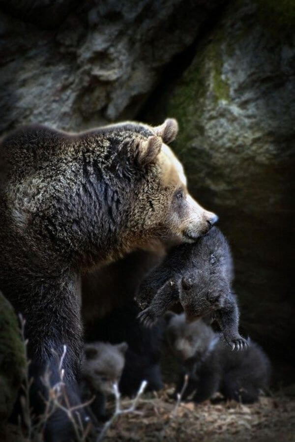 animals with their babies 9
