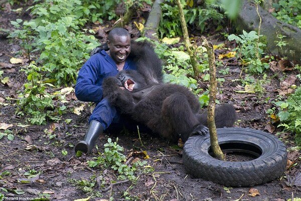 Gorillas and their caretakers 9