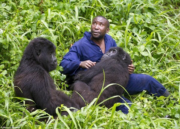 Bond Between Endangered Gorillas And Their Caretakers