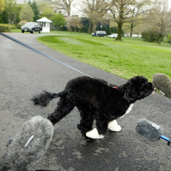 obama's dog pictures 5