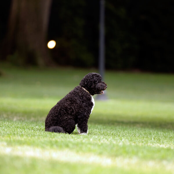 obama's dog pictures 14