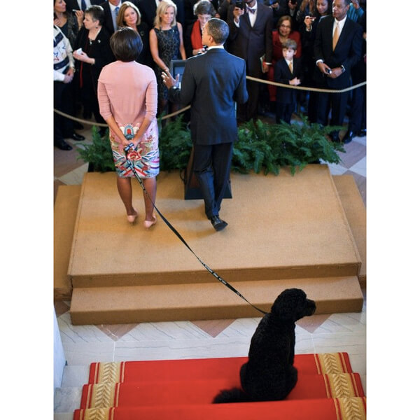 obama's dog pictures 15