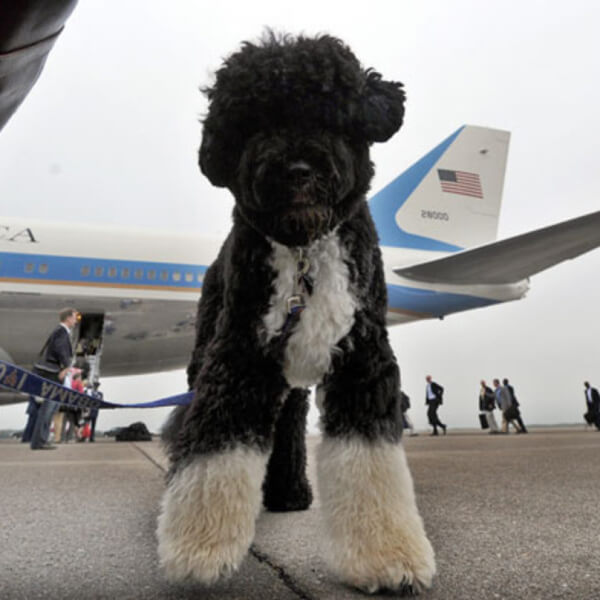 obama's dog pictures 18