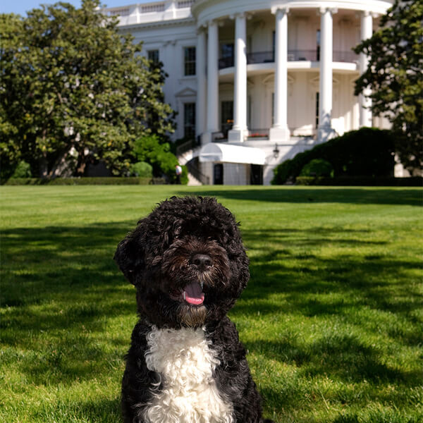 obama's dog pictures 2