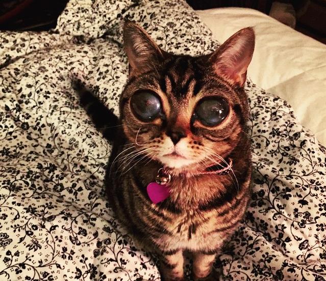 Cat With Really Huge Eyes 2