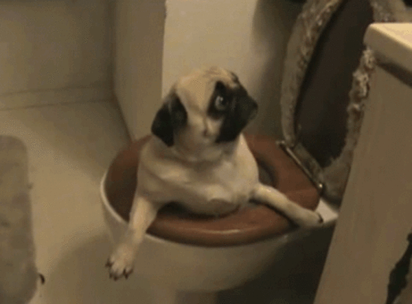 hilarious dog fails hilarious dog fails 16