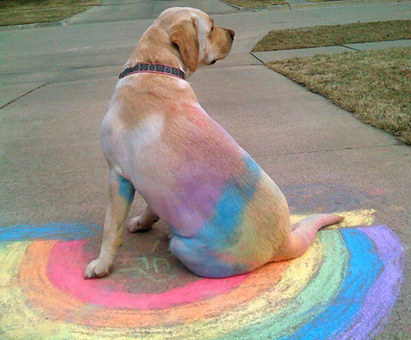 hilarious dog fails hilarious dog fails 2