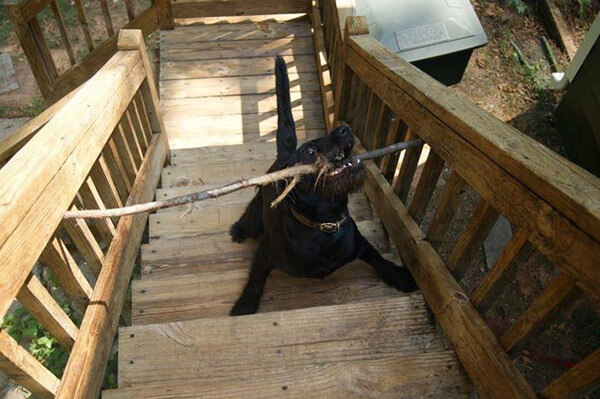 hilarious dog fails hilarious dog fails 10