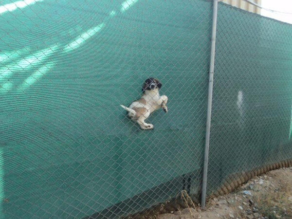 hilarious dog fails hilarious dog fails 8