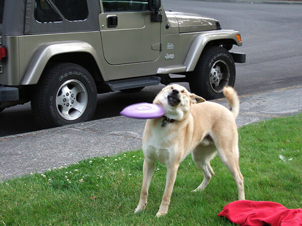 hilarious dog fails hilarious dog fails 13