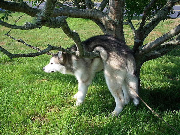 hilarious dog fails hilarious dog fails 14