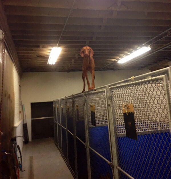 hilarious dog fails hilarious dog fails 6