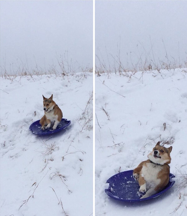 hilarious dog fails hilarious dog fails 3