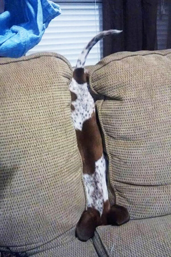 hilarious dog fails hilarious dog fails 7
