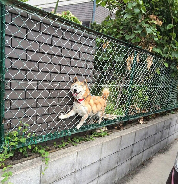 hilarious dog fails hilarious dog fails 15