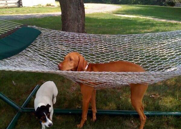 hilarious dog fails hilarious dog fails 4