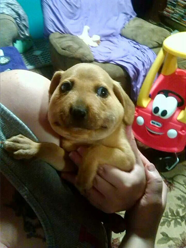 hilarious dog fails hilarious dog fails 17