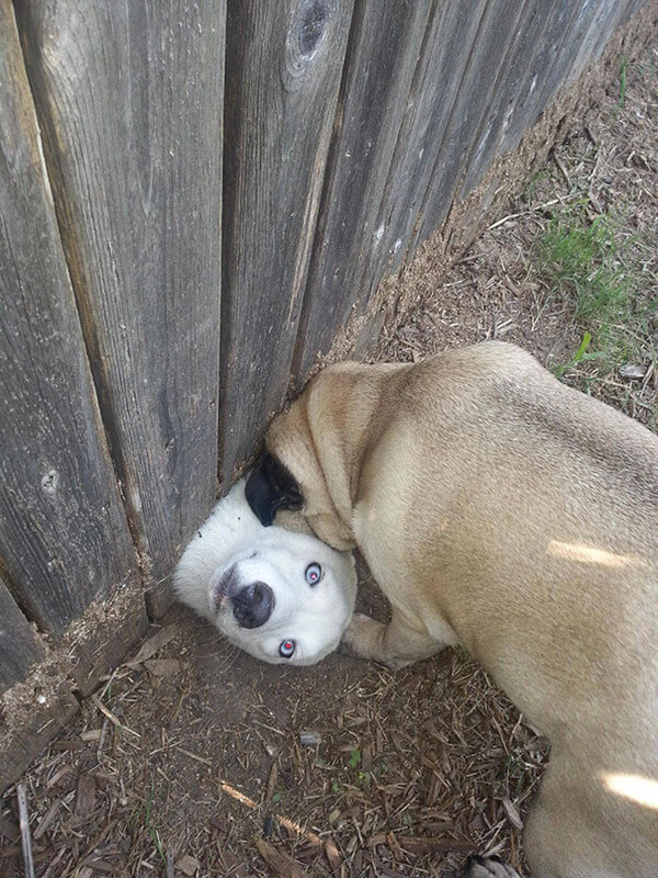 hilarious dog fails hilarious dog fails 1