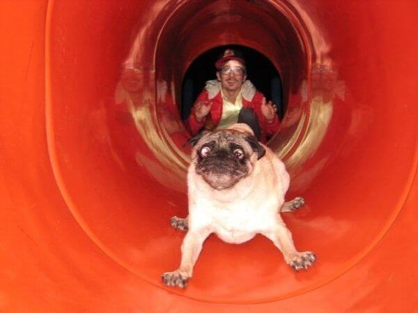 hilarious dog fails hilarious dog fails 9