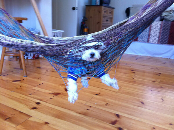 hilarious dog fails hilarious dog fails 12