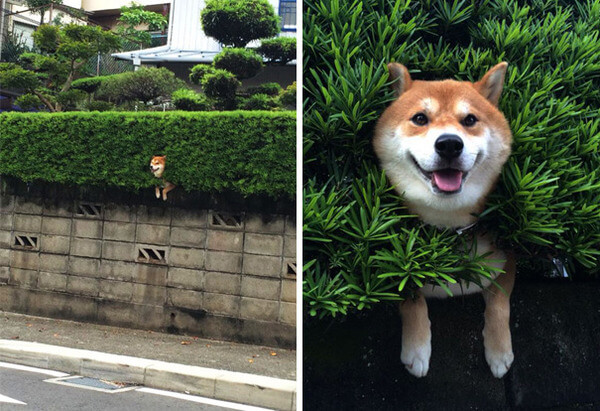 hilarious dog fails hilarious dog fails 5