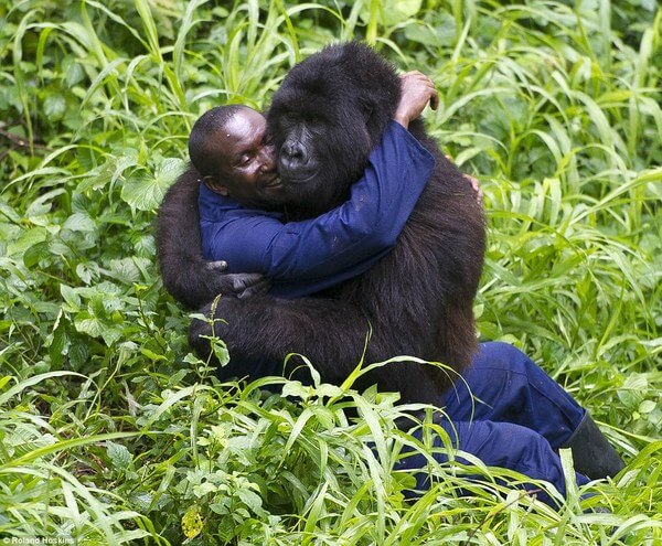 Bond Between Endangered Gorillas And Their Caretakers 4