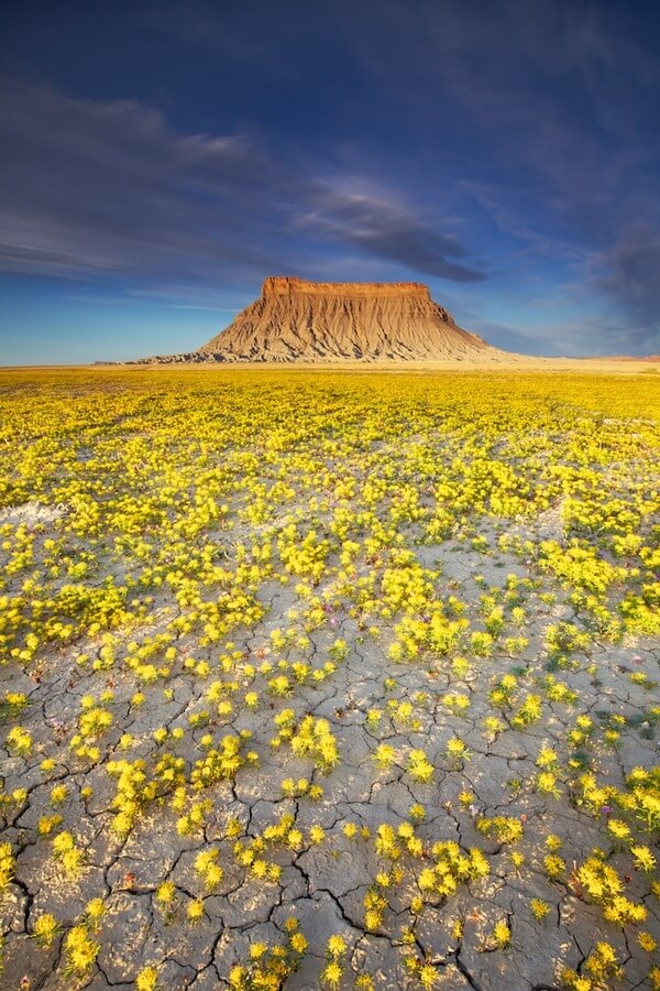 Utah desserts flowers bloom 7