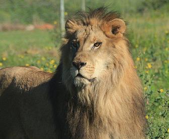 circus lions finally free 10