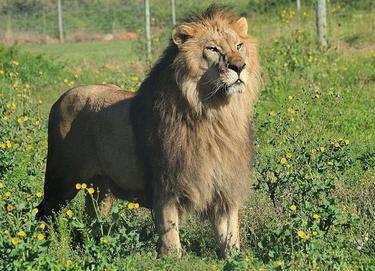 circus lions finally free 11